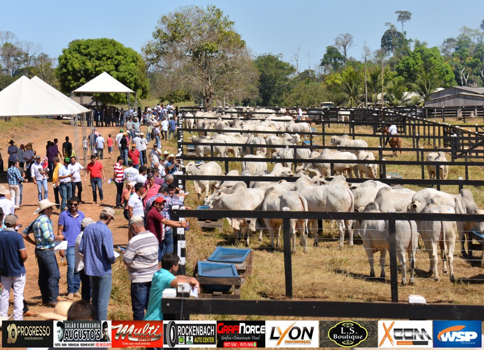 Dia de Campo 2018 Nelore Missassi – Novo Progresso – PA